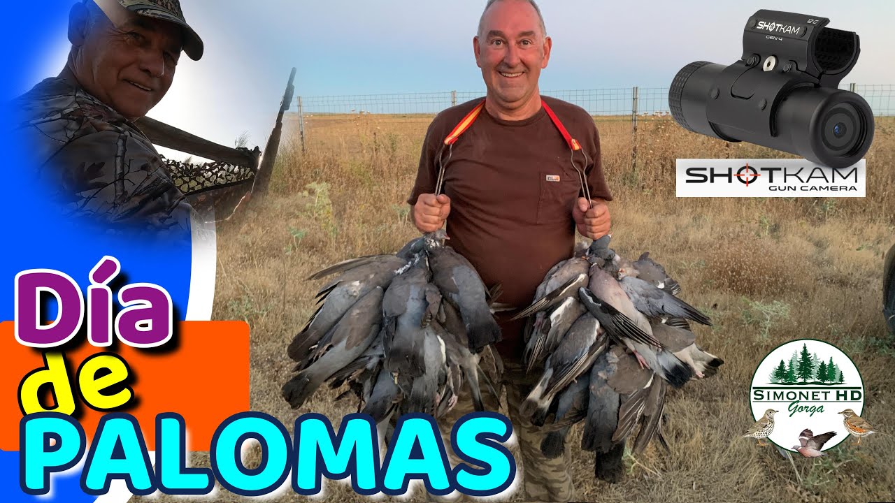 🔷​ 𝐓𝐨𝐫𝐜𝐚𝐜𝐞𝐬 en Madrid | 📽️​ | Media Veda de palomas al paso ​🕊️​