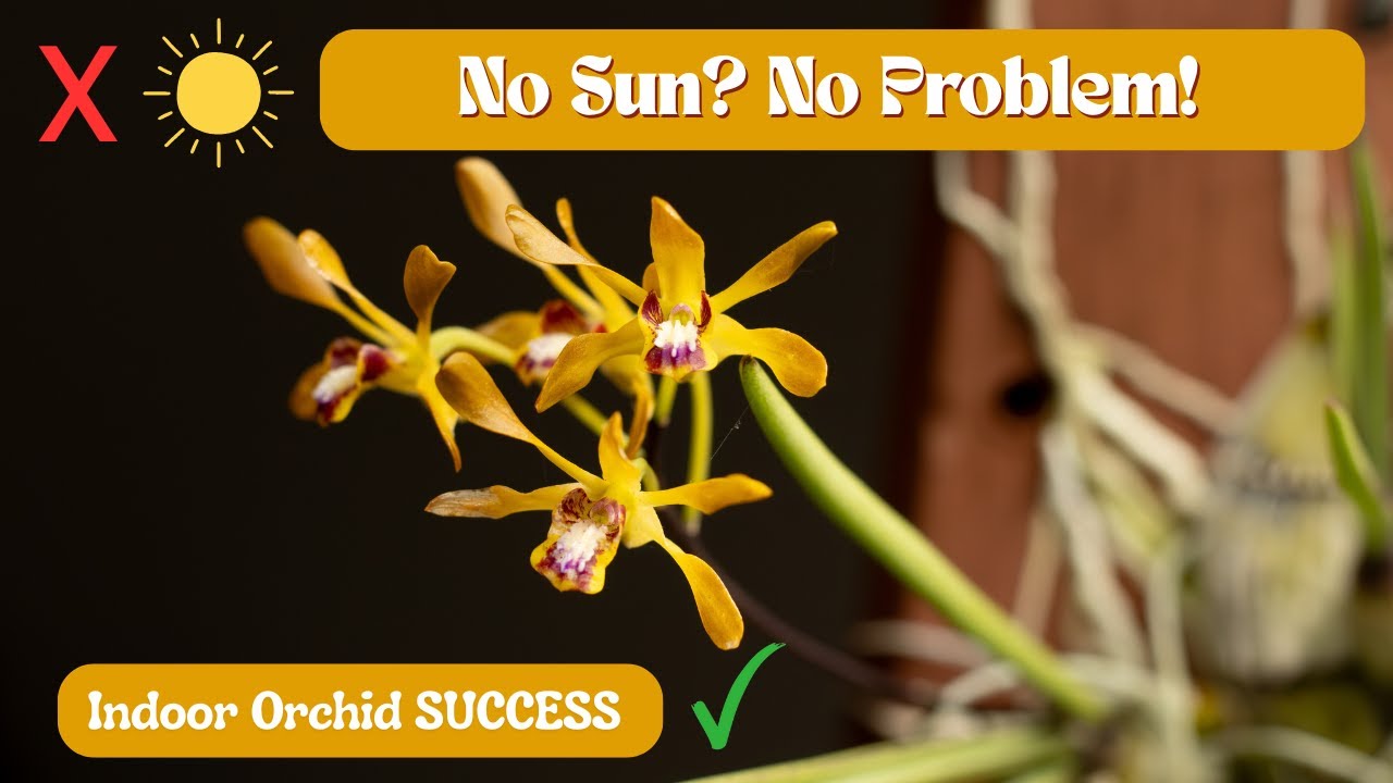 Flowering Sun-Loving Orchids INDOORS | Dendrobium Canaliculatum