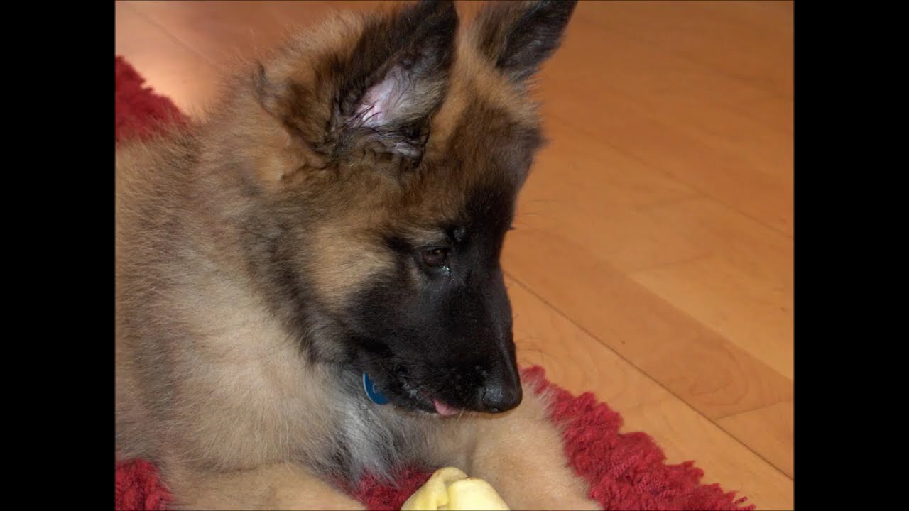 brogan from pup - Belgian shepherd 