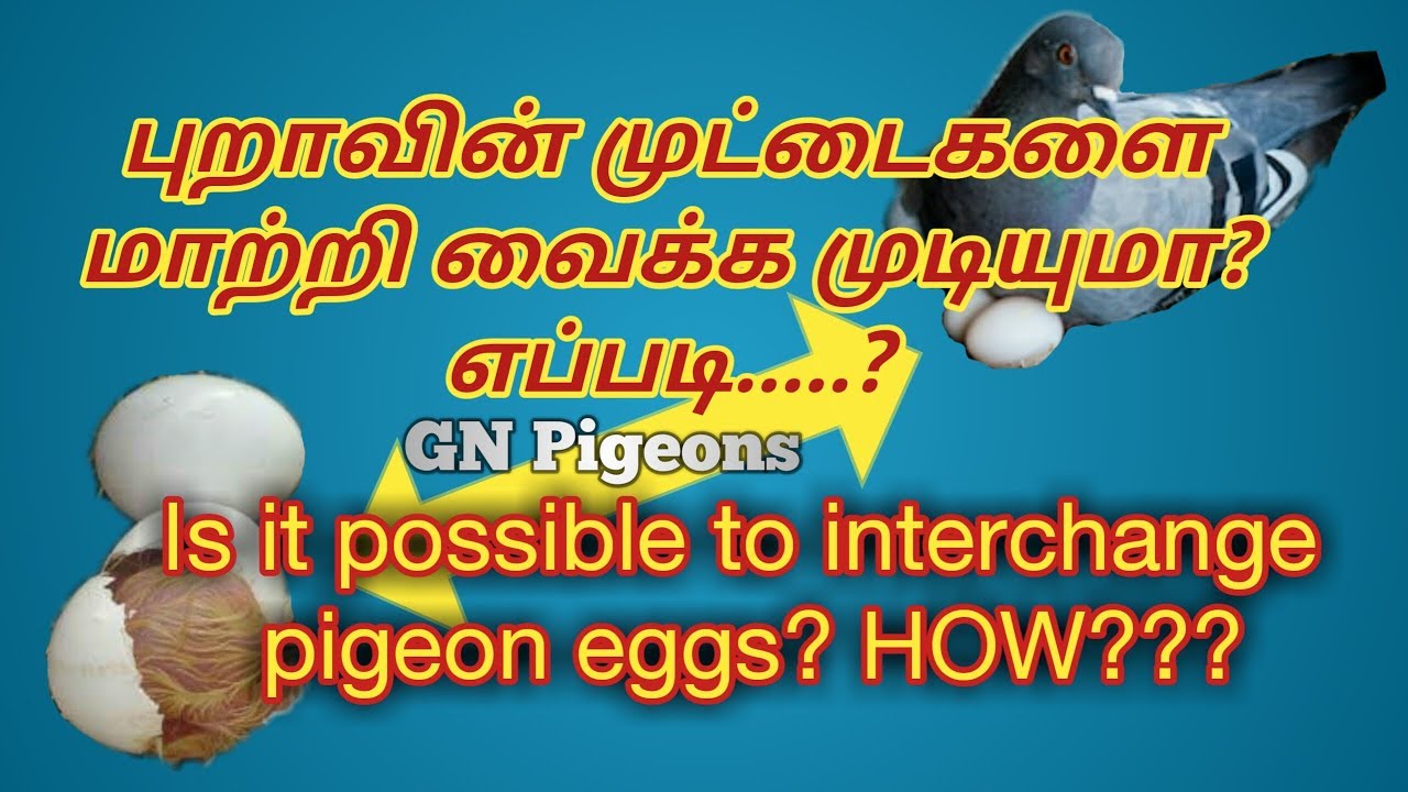 புறாவின் முட்டையை மாற்றி வைக்க முடியுமா???.. - Is it possible to interchange pigeon eggs?...
