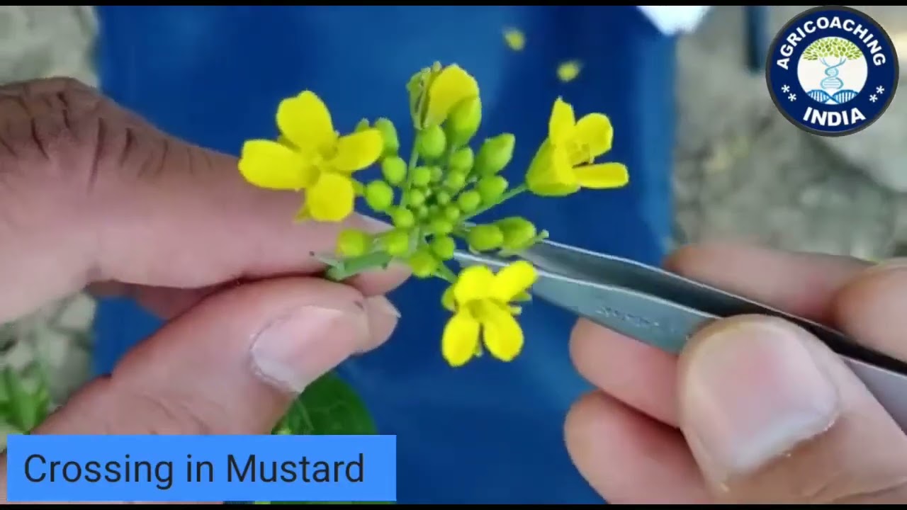 How to do Crossing in Mustard | Dr H Vishwakarma