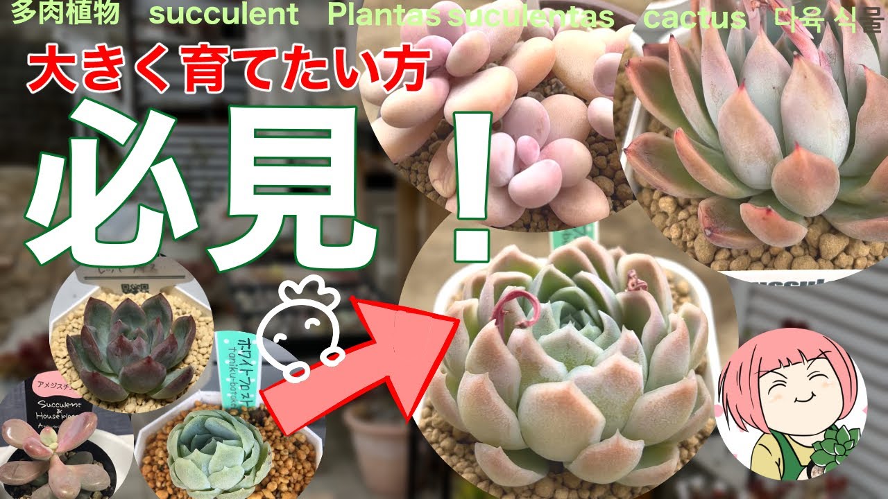 168【多肉植物】大きく育てるためにやること！1年で大きく育った多肉をまた大きくするには