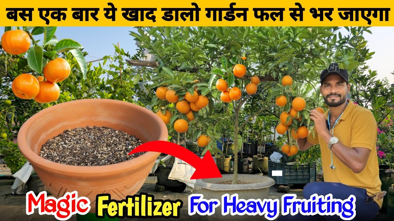Best Fertilizer for Home Garden | Grow Healthy & Fast Plants