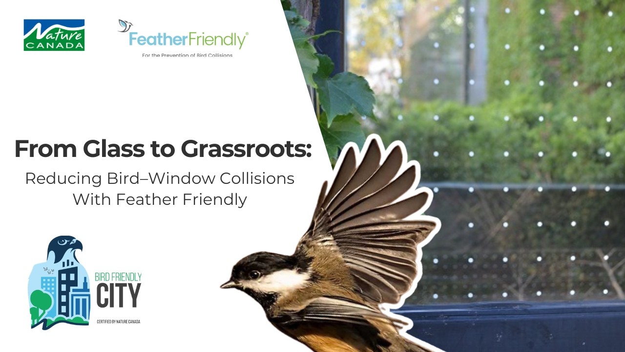 Feather Friendly® & Bird Friendly City Window Collision Mitigation Project Partnership