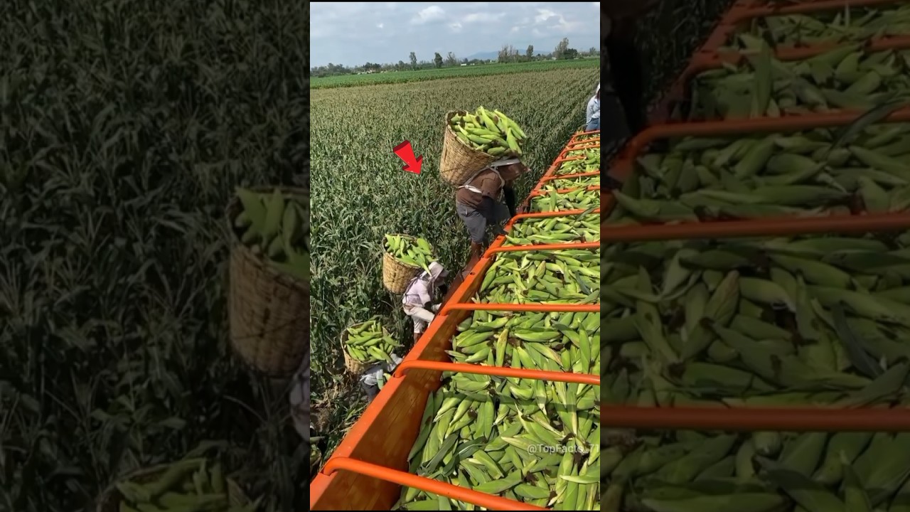 Amazing corn farming in China 😍