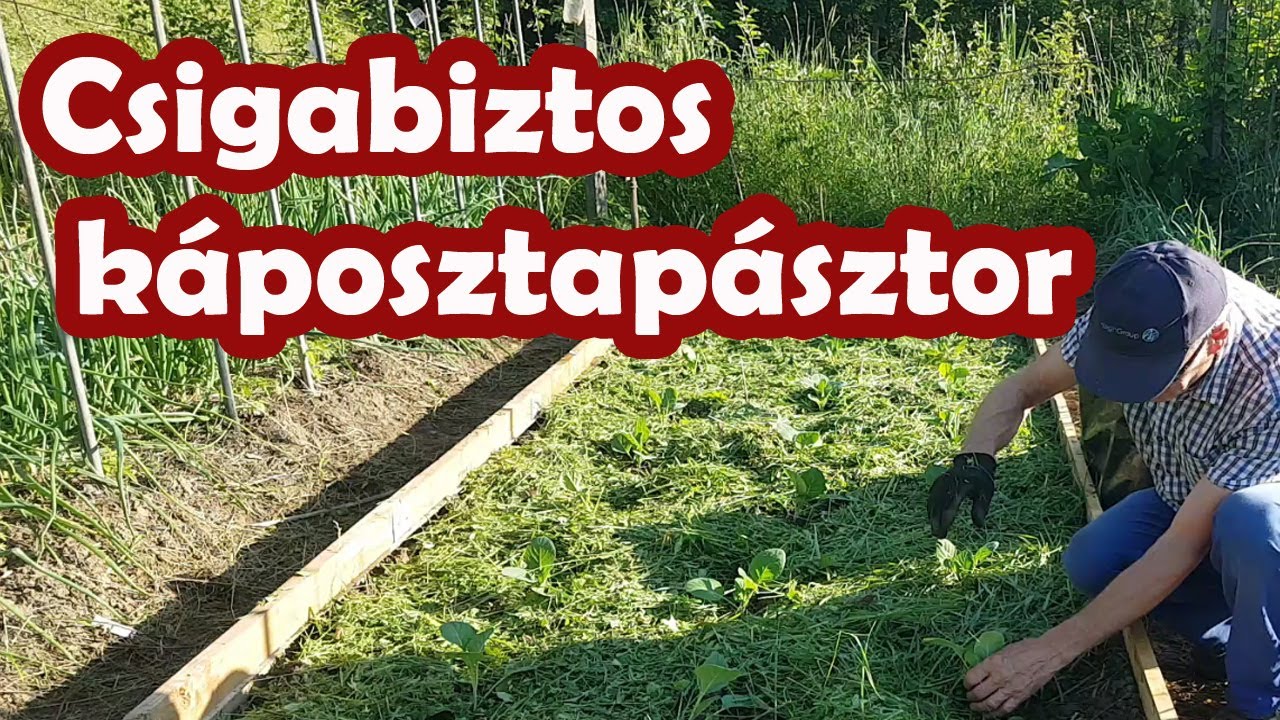 A káposzta csiga elleni védelme.