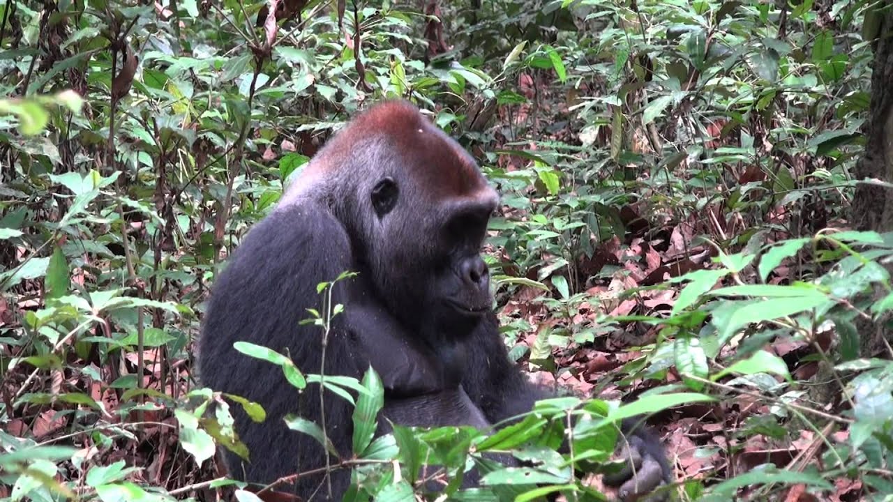 Silverback gorilla eating termites, Mondika, Congo. Ian Redmond