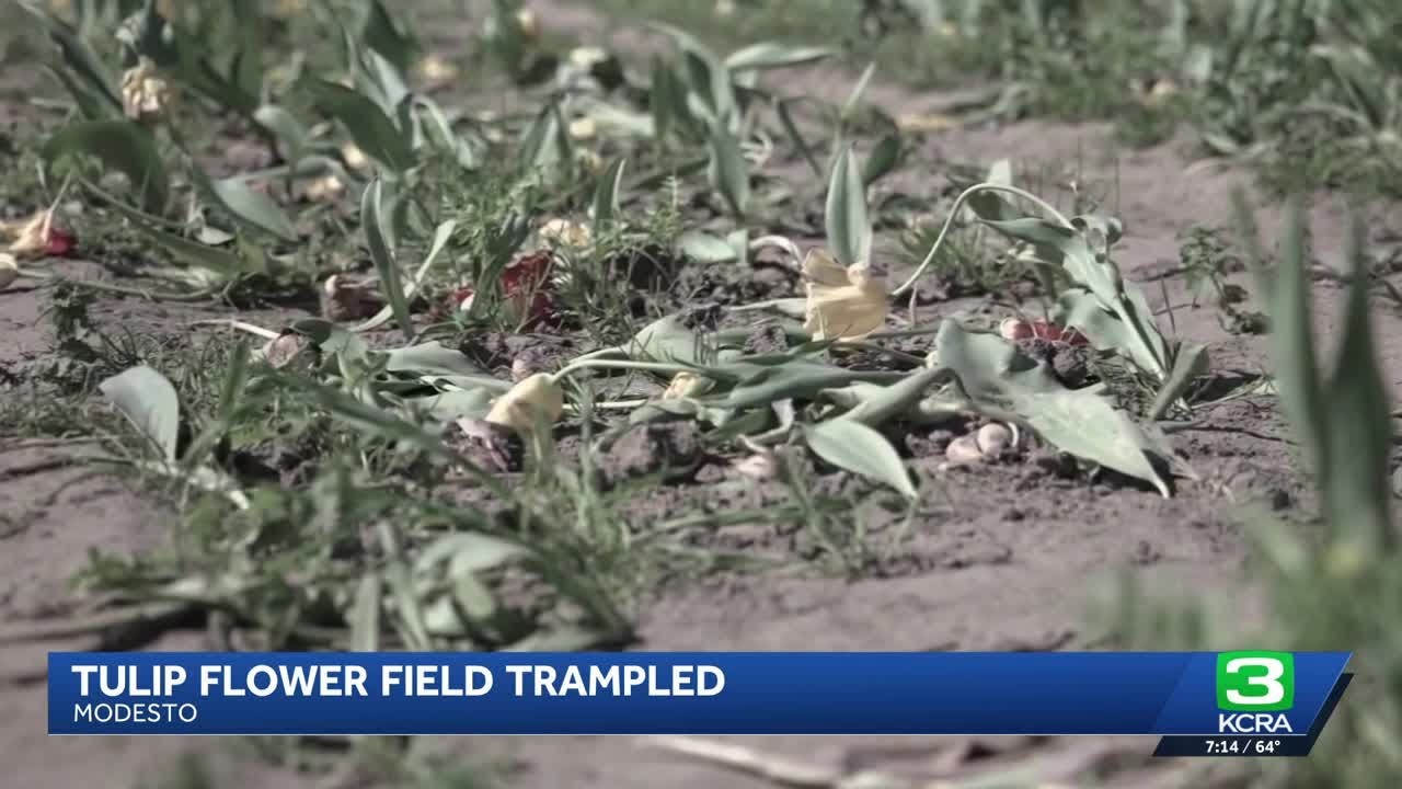 Dutch Hollow Farms in Modesto closes tulip U-pick early after visitors damage fields