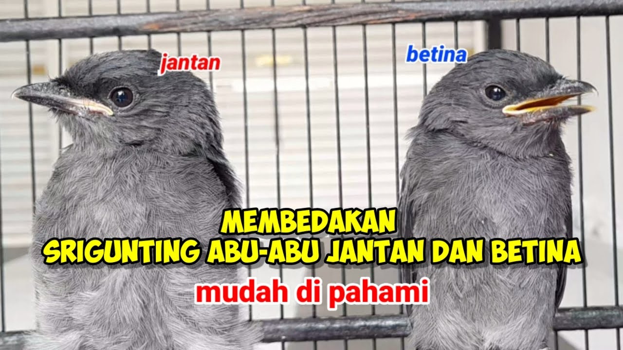 Membedakan Srigunting Abu-abu Jantan dan betina #srigunting #sriguntingabuabumataputih