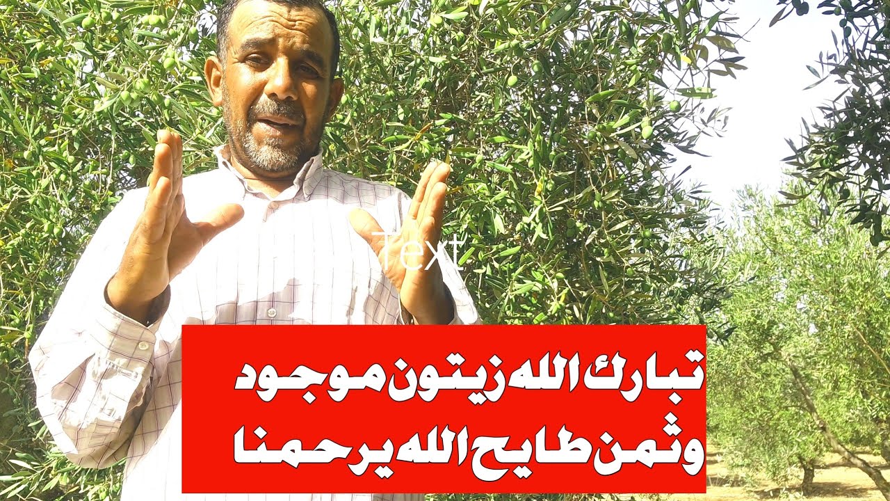 انخفاض تاريخي | تبارك الله زيتون موجود وثمن طايح الله يرحمنا