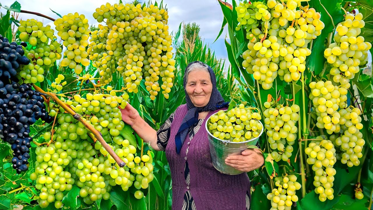 Собирайте Свежий Крупный Виноград и Готовьте Много Вкусных Джемов и Тортов!