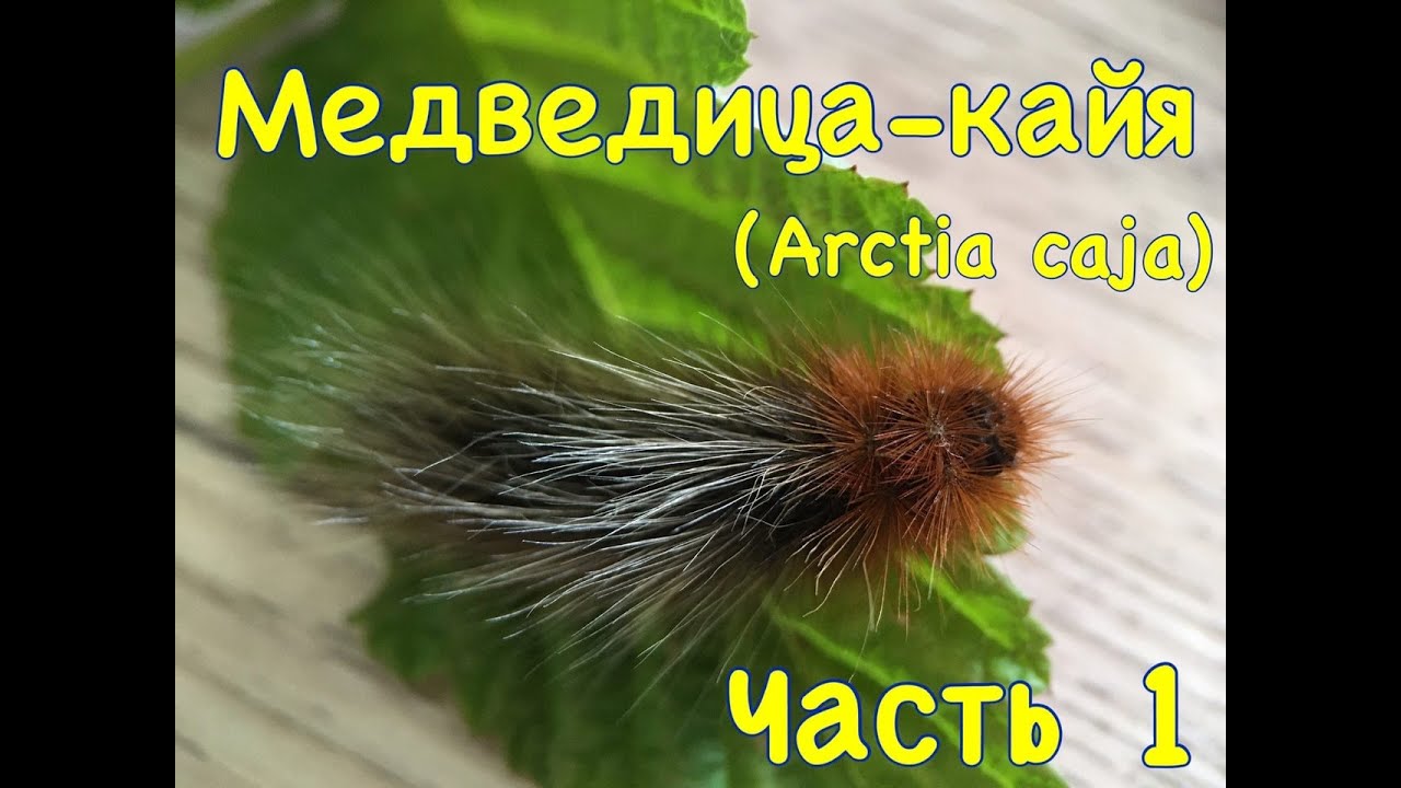 Медведица кайя (Arctia caja).  Часть 1
