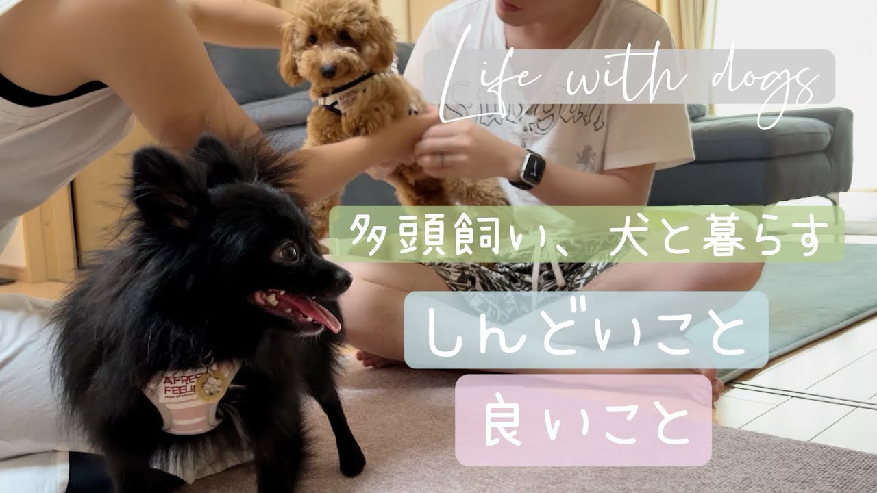 犬と暮らす、しんどいこと/良いこと【ポメラニアンとトイプードル】