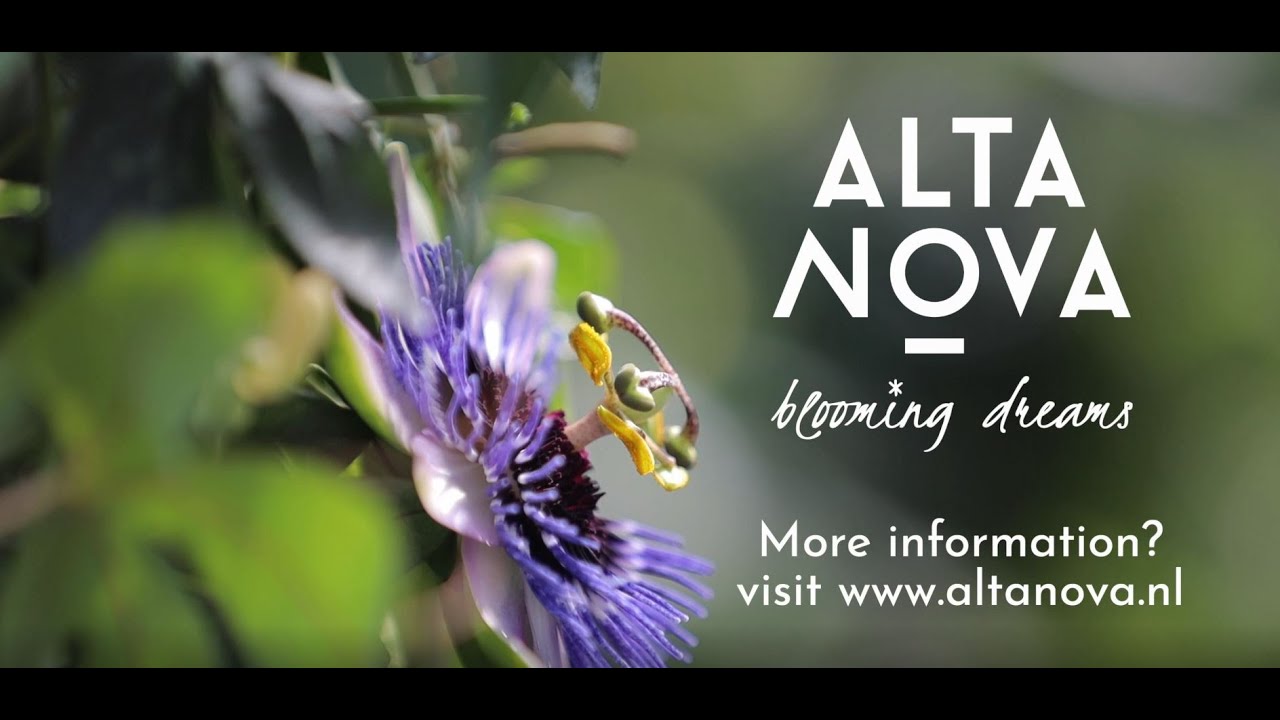 AltaNova | Corporate Movie | Blooming Dreams