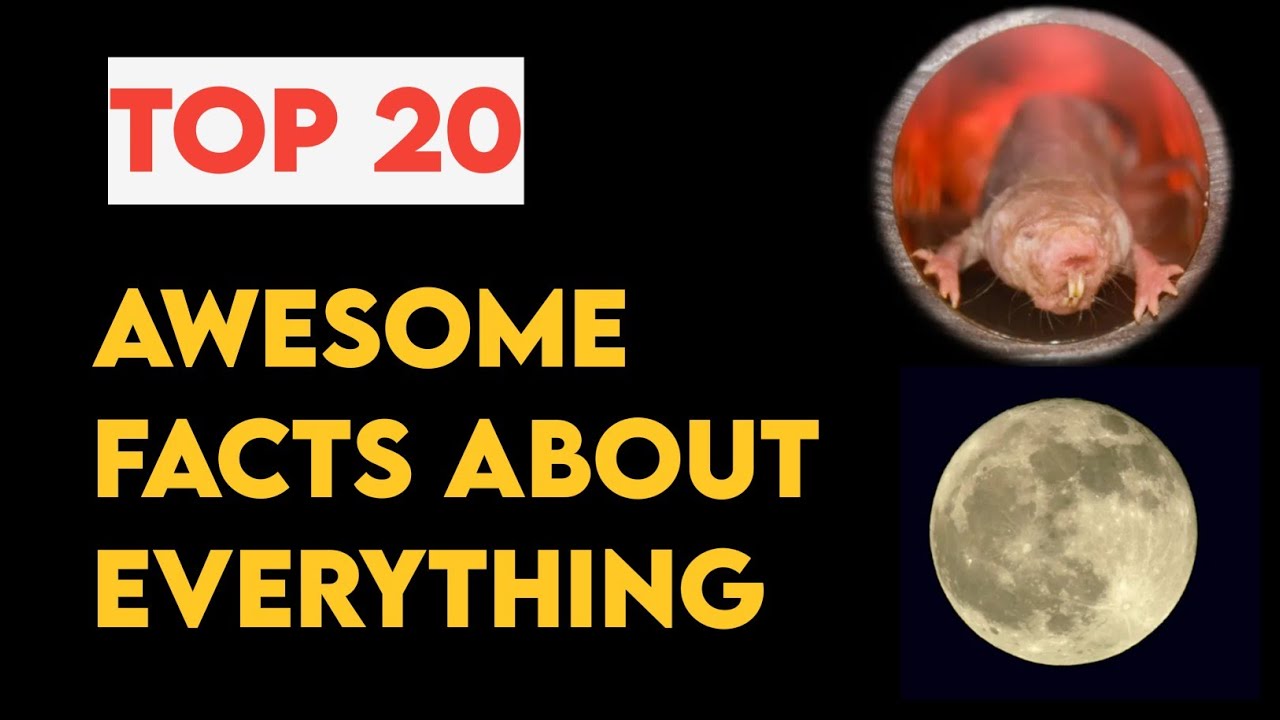 20 Awesome Facts About Everything||Top 20Facts||TechZaofacts