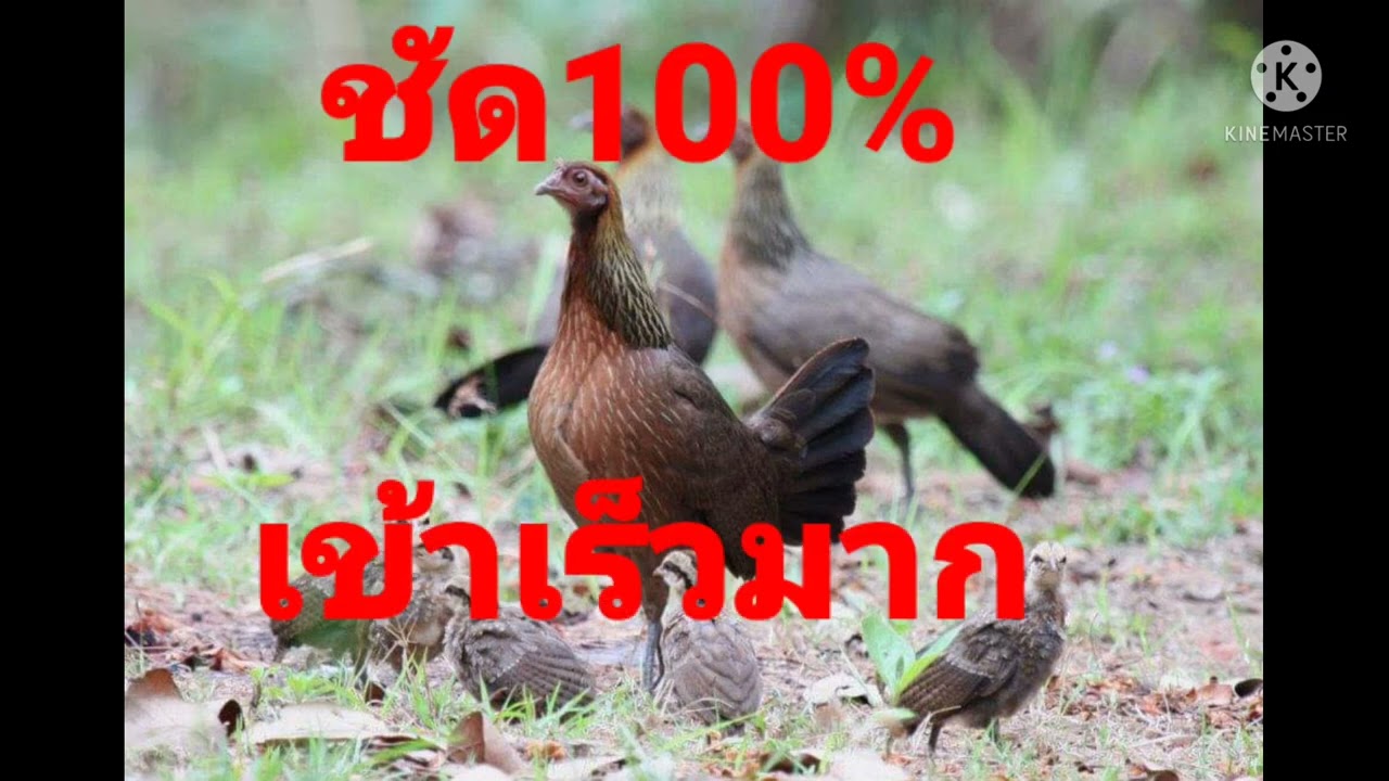 เสียงไก่ต่อตัวเมียชัด100%