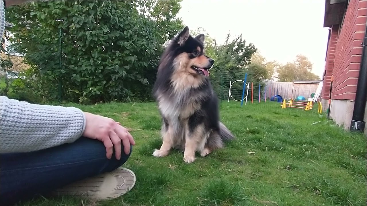 Hundtrick ATD - Viggo