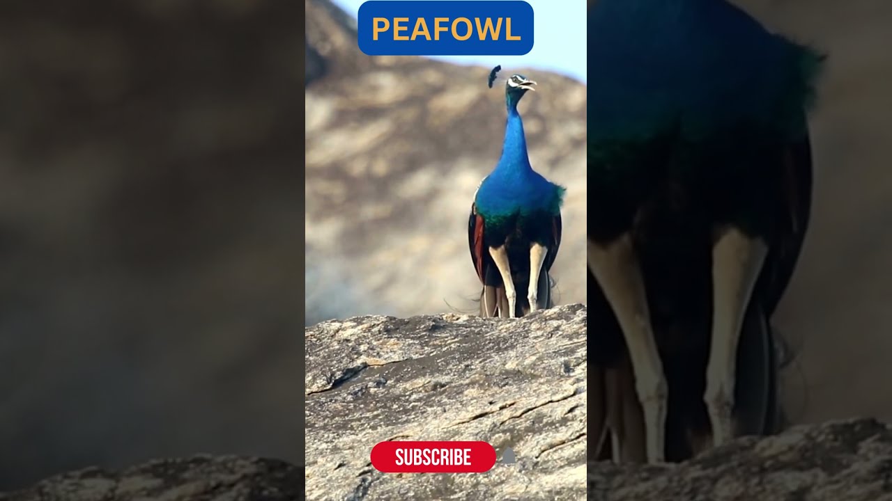 Peafowl - Train rattle