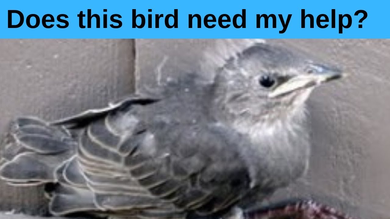 How to help a baby bird.