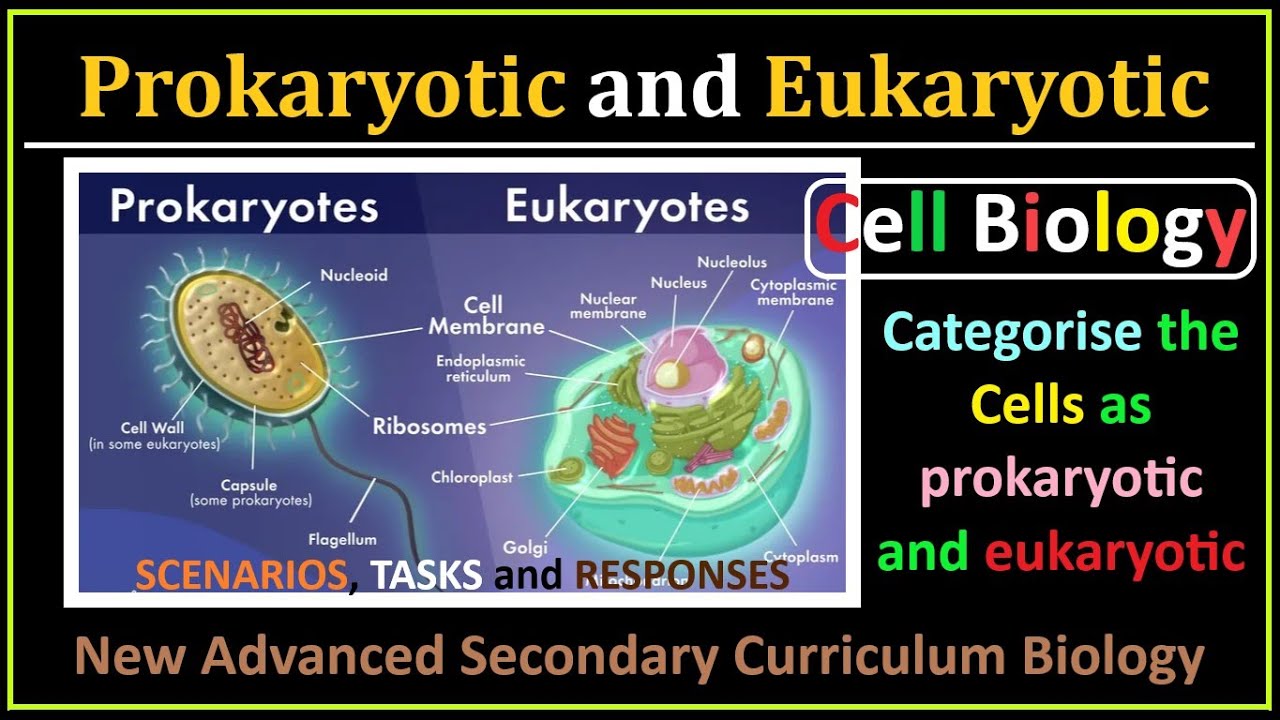 Cell Biology-6-  Cells as Prokaryotic and Eukaryotic