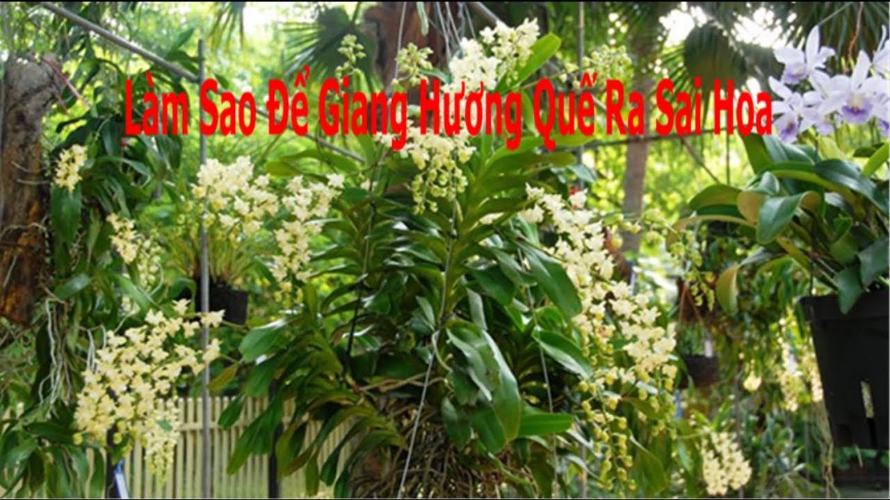 Chia Sẻ Cách Để Giáng Hương Quế Ra Hoa Đúng Mùa