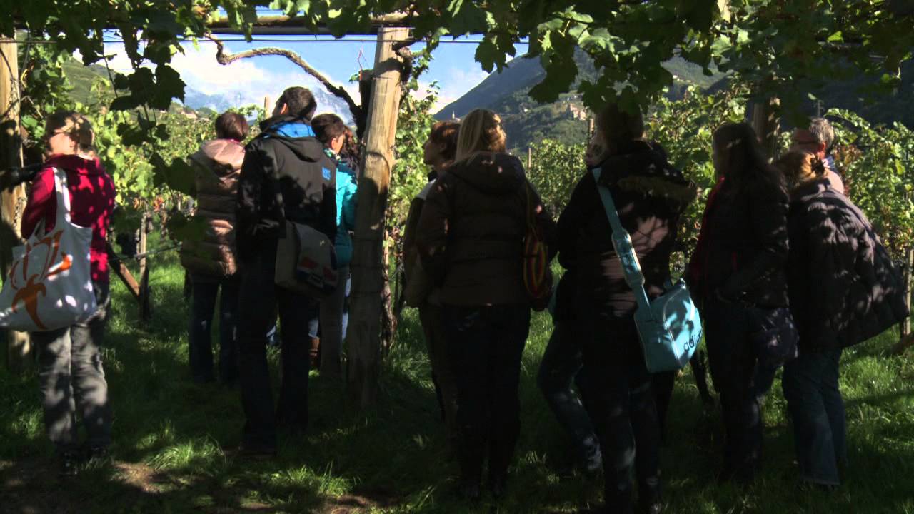 Von der Traube zum Wein mit S&uuml;dtiroler B&auml;uerinnen. Aus unserer Hand