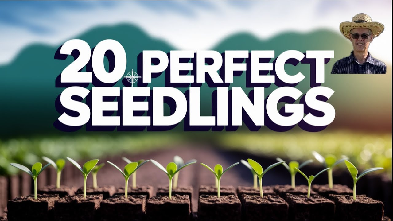 The Soil Blocking Technique - A Revolutionary Way To Start Seeds