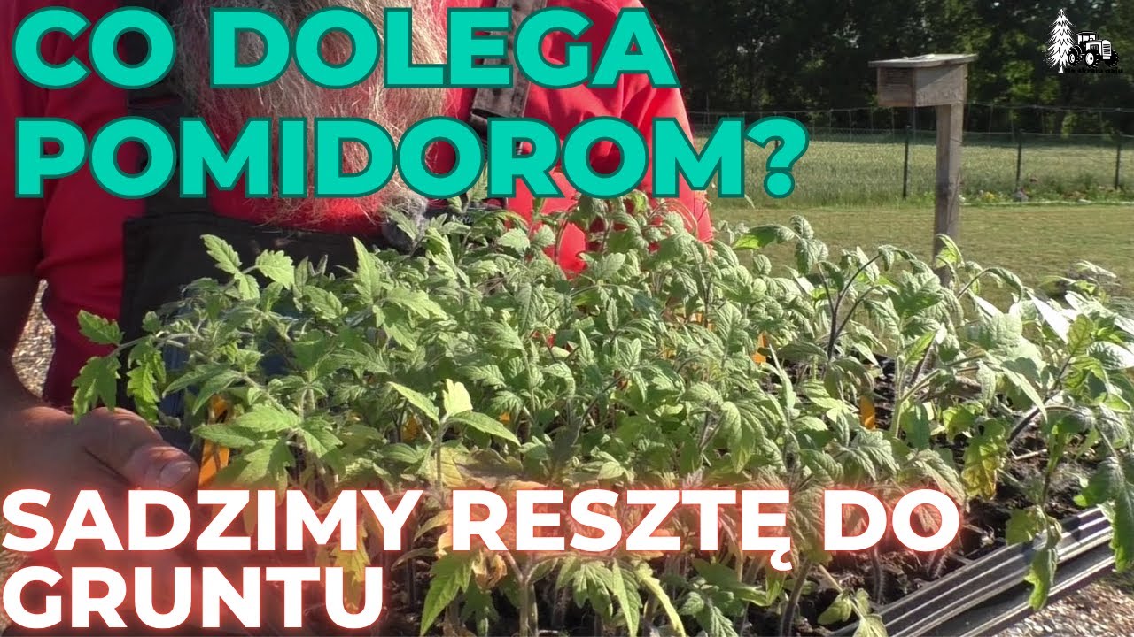 Co dolega pomidorom.  Sadzimy pozostałe sadzonki pomidor&oacute;w do gruntu. Ależ nam się nic nie chce.
