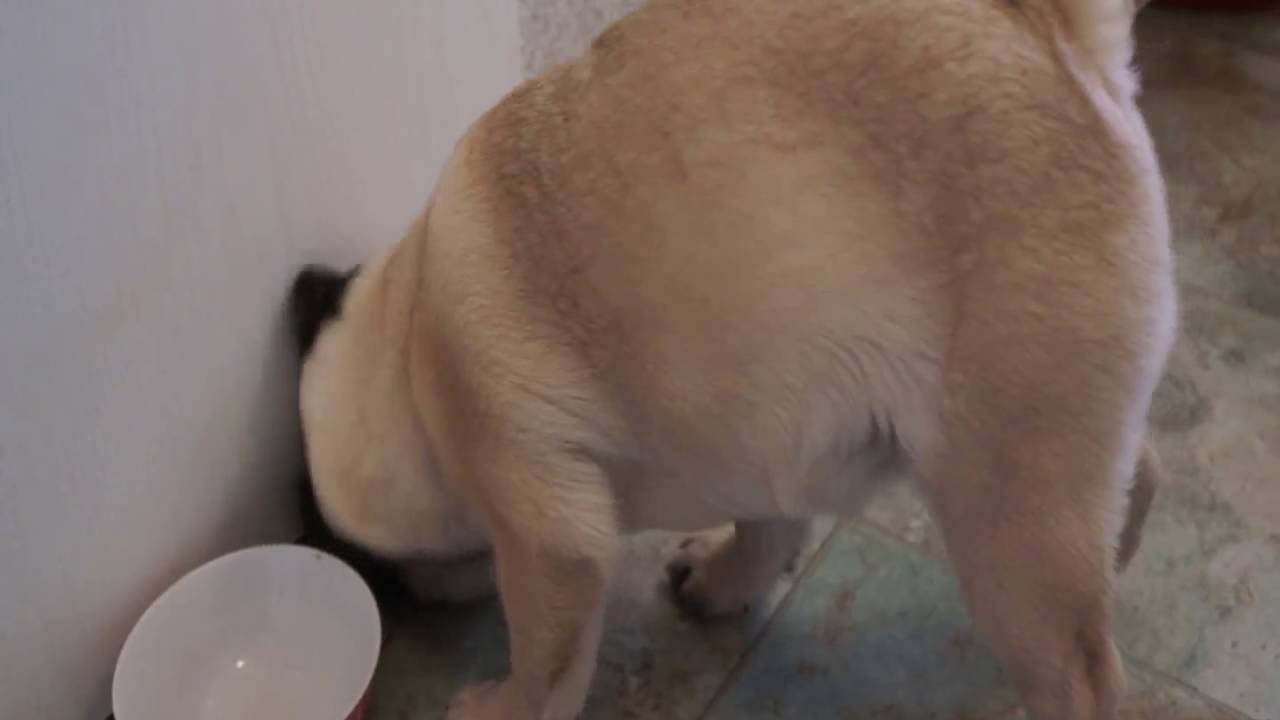 Pug Dog Feeding Guide - How To Feed A Pug Puppy
