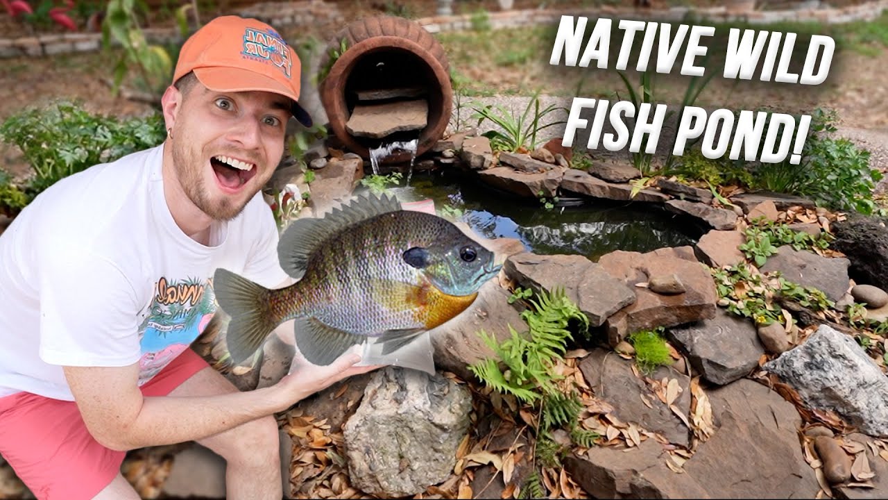 Stocking WILD FISH In My Backyard Pond... | Native Fish Pond Ft. Bluegill