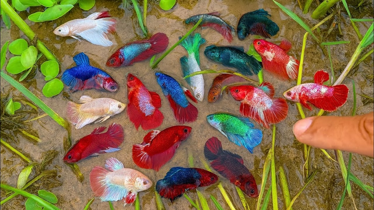 Catching Wild Betta Fish in Their Natural Betta Place in We Found all Beautiful Betta Fish