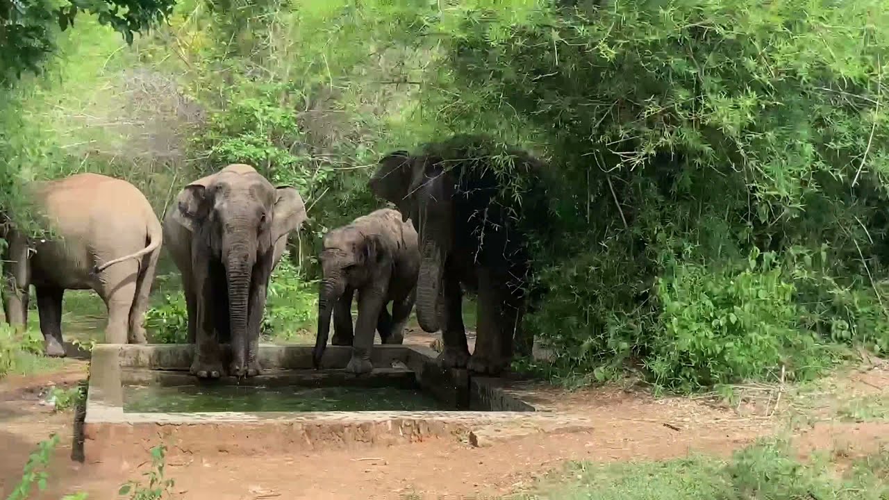 FIVE AMAZING ELEPHANT IN ANCHETTY FOREST RANGE