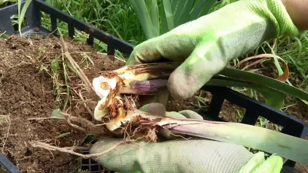 Garden Weeding and Finding Iris Borer