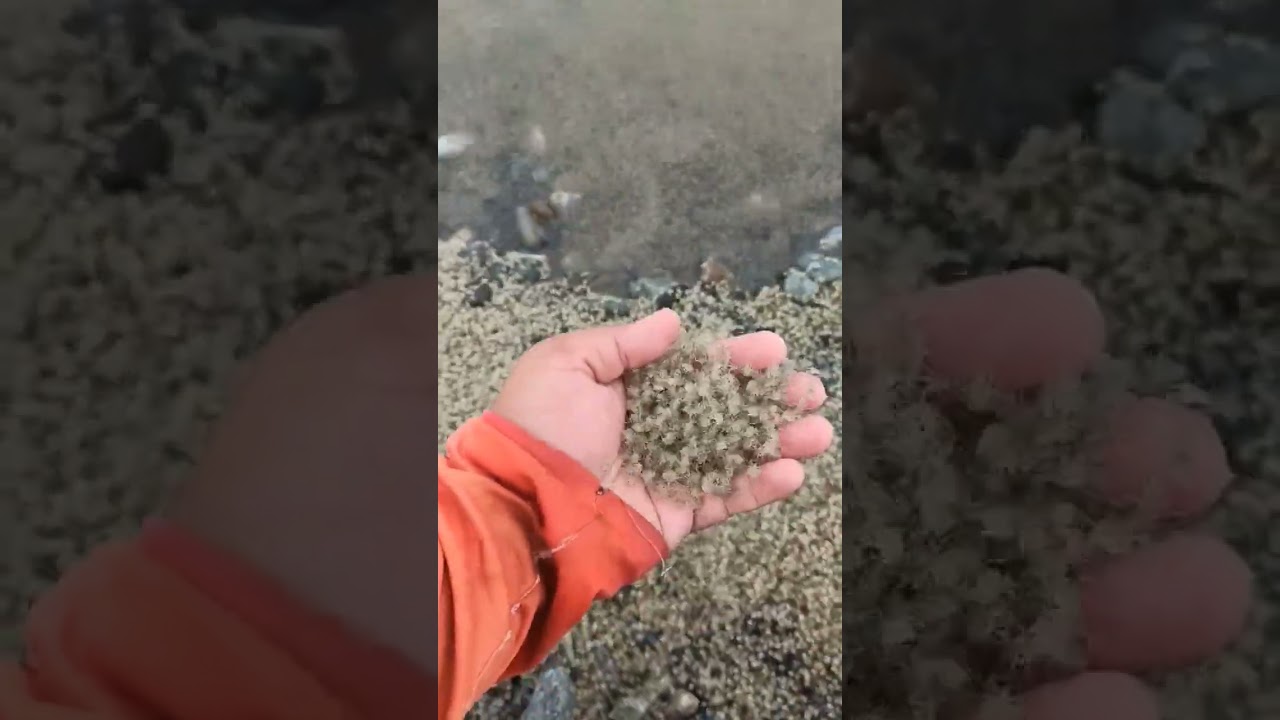 Baby crabs going upstream 🙂🦀 #crabs #nature