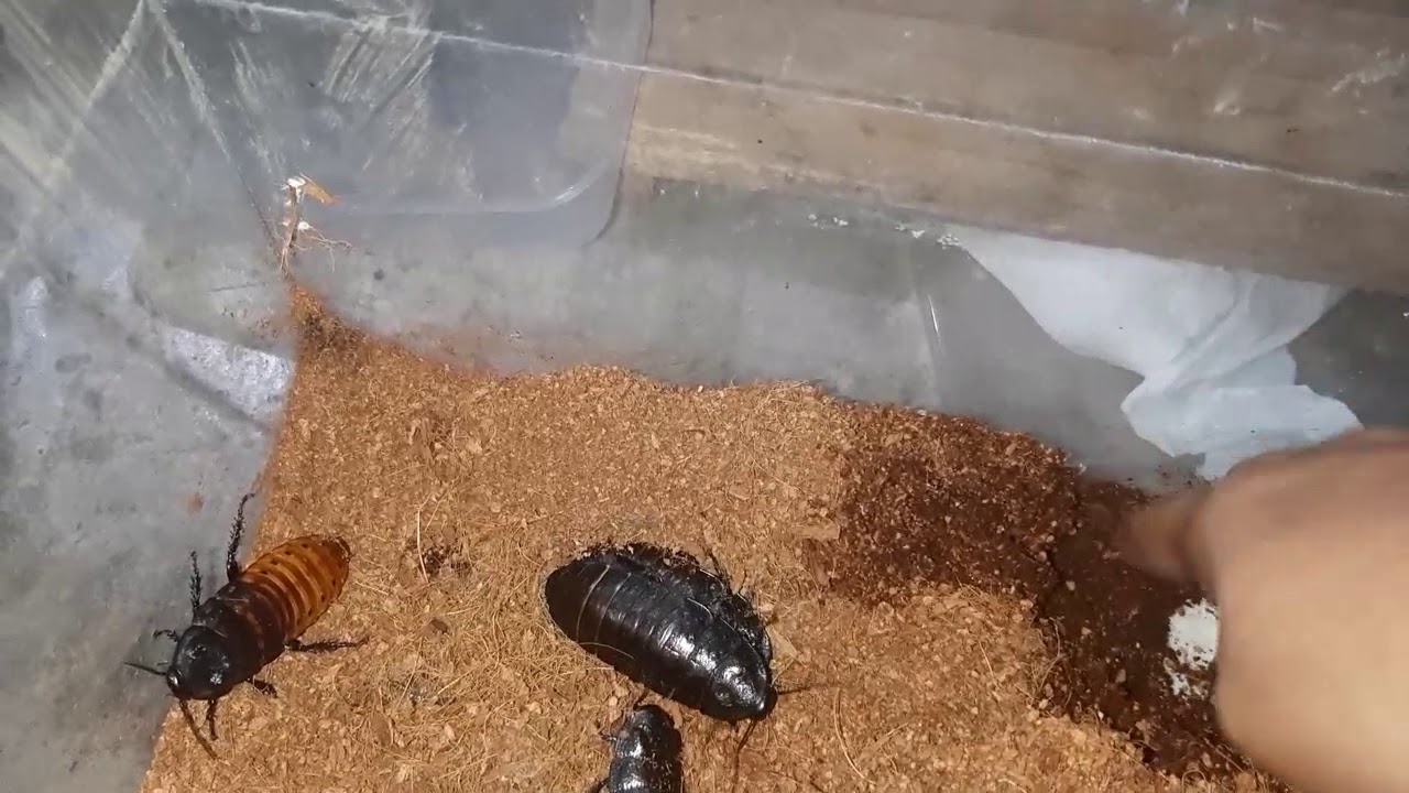 VLOG6: Madagascar Hissing Cockroaches (Tagalog)