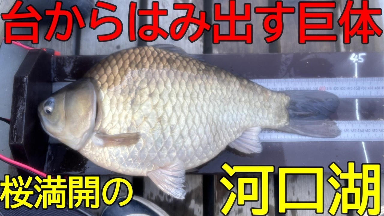 河口湖・北浜荘　へら鮒釣り　2026年4月