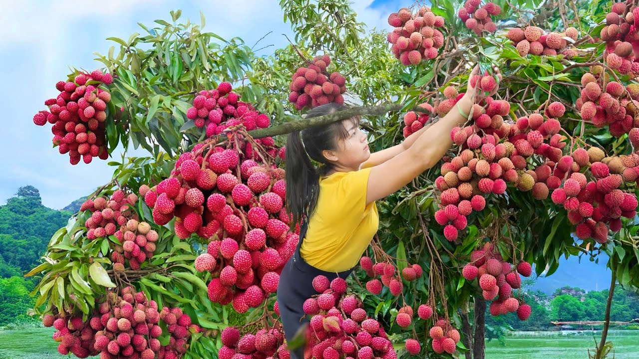 Harvesting Lychee & Zapote Amarillo and Selling at the Market – Farm Life | Phuong Harvest Life