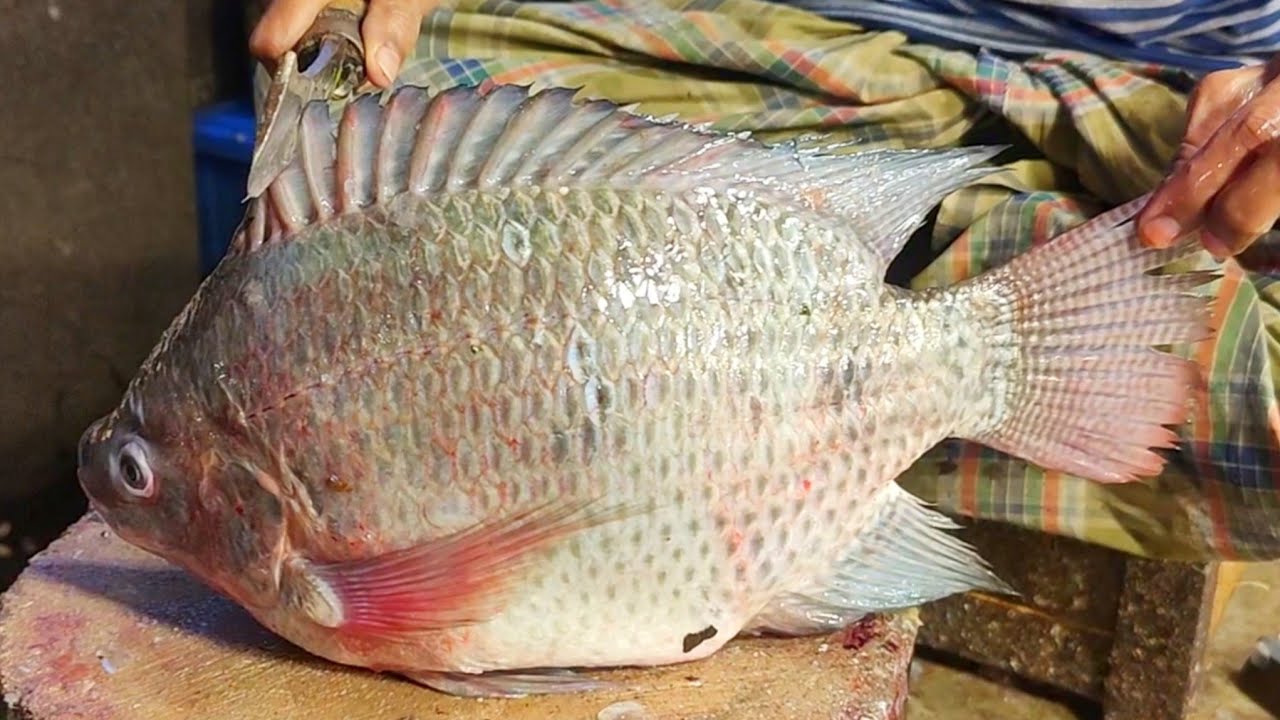 2KG Giant Tilapia Fish Cutting & Chopping By Expert Fish Cutter In Bangladesh