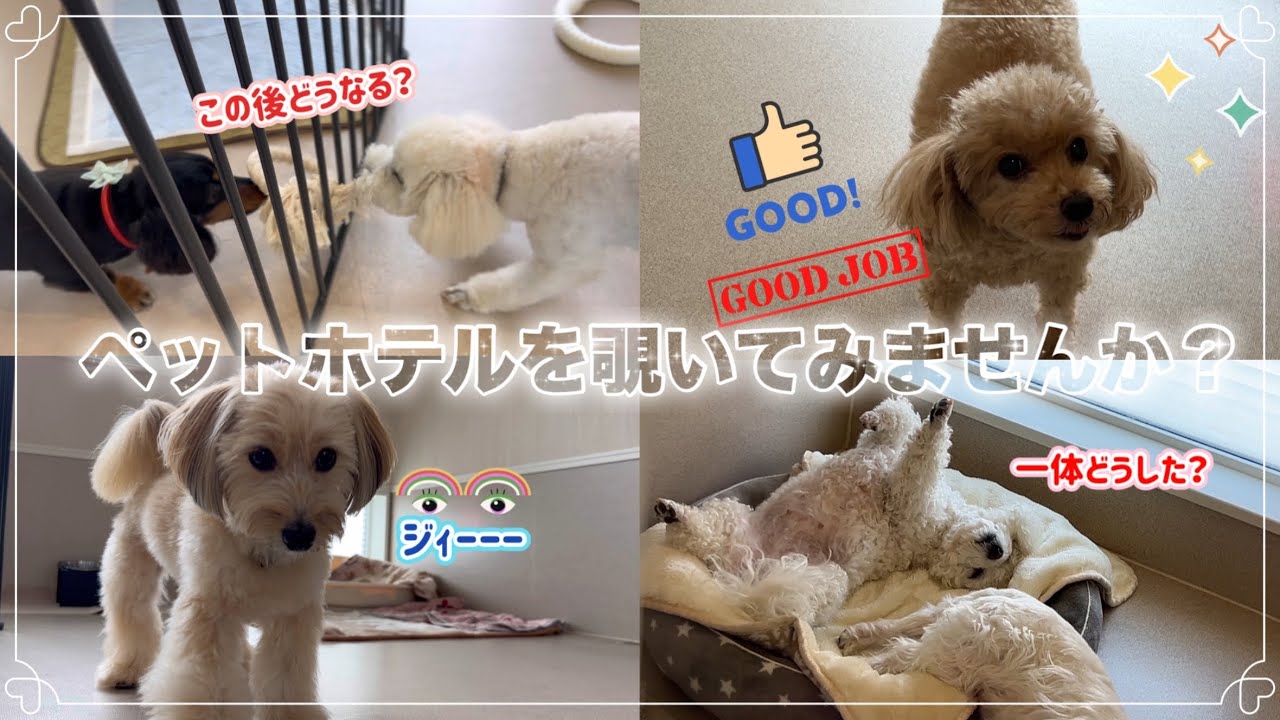 ペットホテルでワンコ達が、どんな風に過ごしているのか覗き見してみて下さい【サンプル動画】