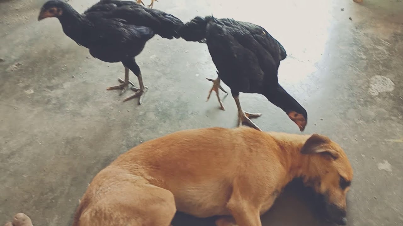 Best method to remove ticks(Tamil) -part 3 |dogs|pets|Domestic Animals| puppies|Fully Natural