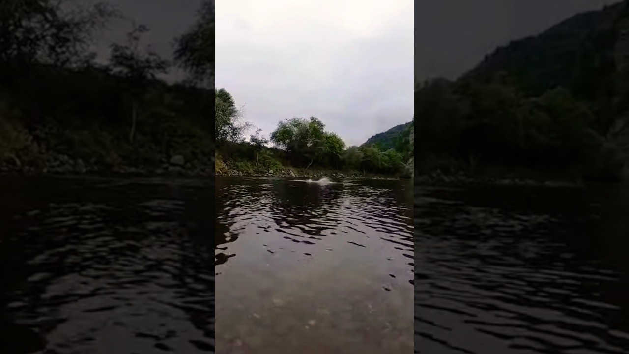 Salmon fishing #fishing #fishinglife #salmon #foryou #fiske #laksefiske #spinnfishing #foxnfishing