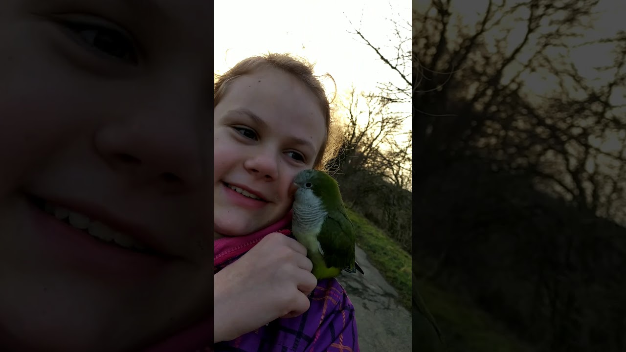 25.2 Volný let Mníška šedého ❤️🥰🐦