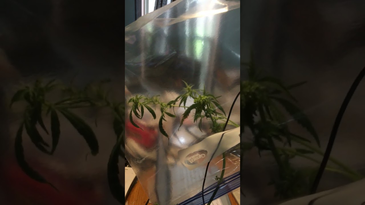 Cross Pollinating Cannabis