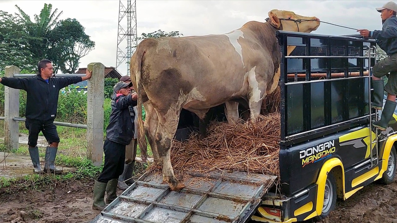 SIMENTAL MONSTER DATANG KESIANGAN TURUN DARI MOBIL LANGSUNG LAKU SEGINI
