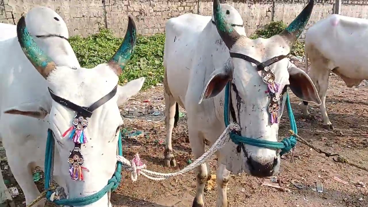 💥 Raichur bulls market 💥 15/12/2025రాయచూర్ మార్కెట్ కర్ణాటక రాష్ట్రం #ongole 