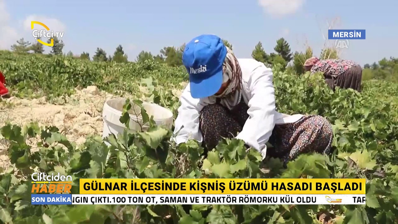 Gülnar İlçesinde Kişniş Üzümü Hasadı Başladı