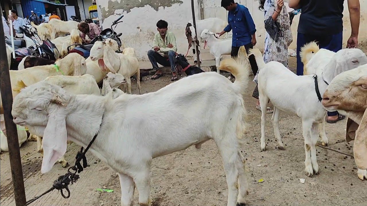 Indore Bakra Mandi Live Update | Bajariya Bakra Mandi Indore October 5, 2025