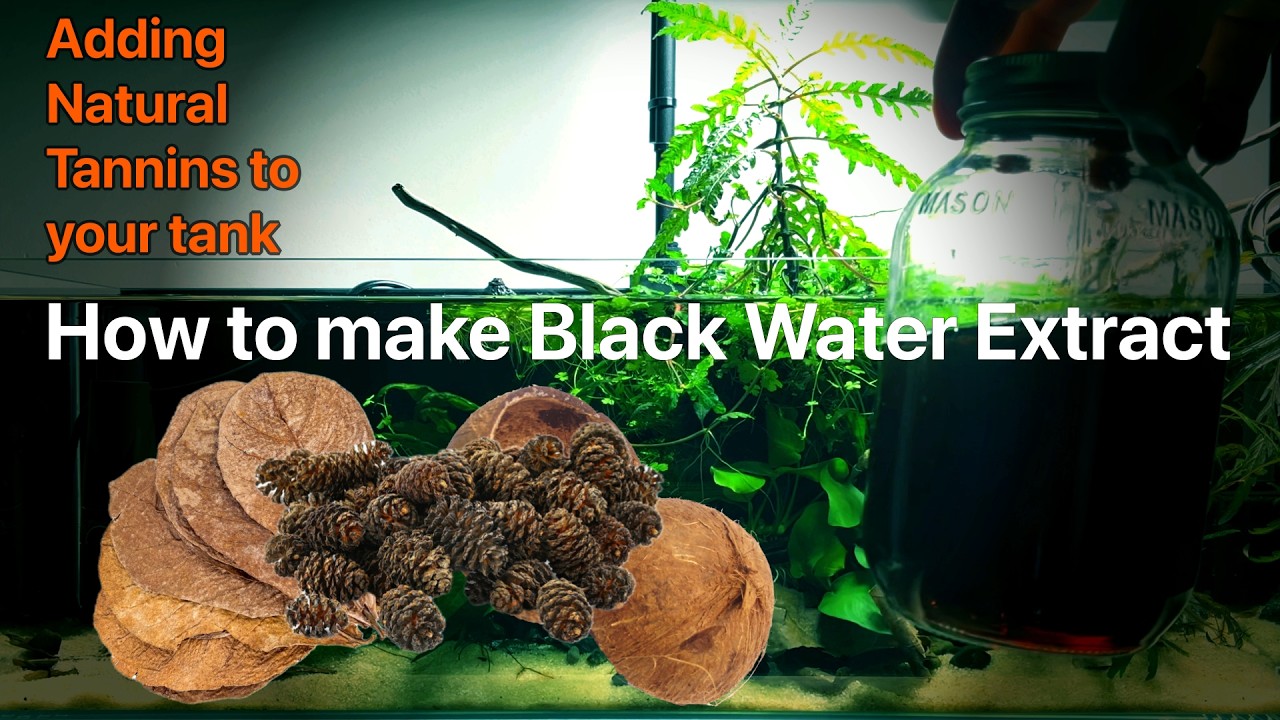 Nature Aquarium - How to make Black Water extract