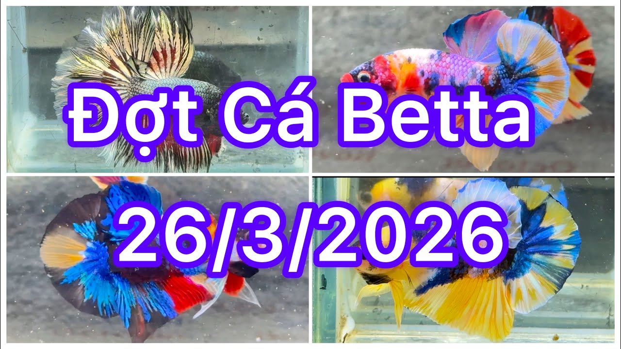 Đợt C&aacute; Betta 26/3🍀🌈Betta Nemo | Betta Multicolour | Betta GLX | Betta Metalic | Halfmoon | B&igrave;nh d&acirc;n