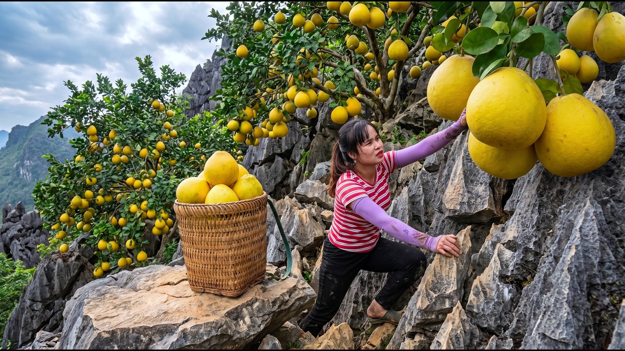 TIMELAPSE - Harvesting Pomelos & Taking to Market | How to Cook a Dish with Ant Eggs